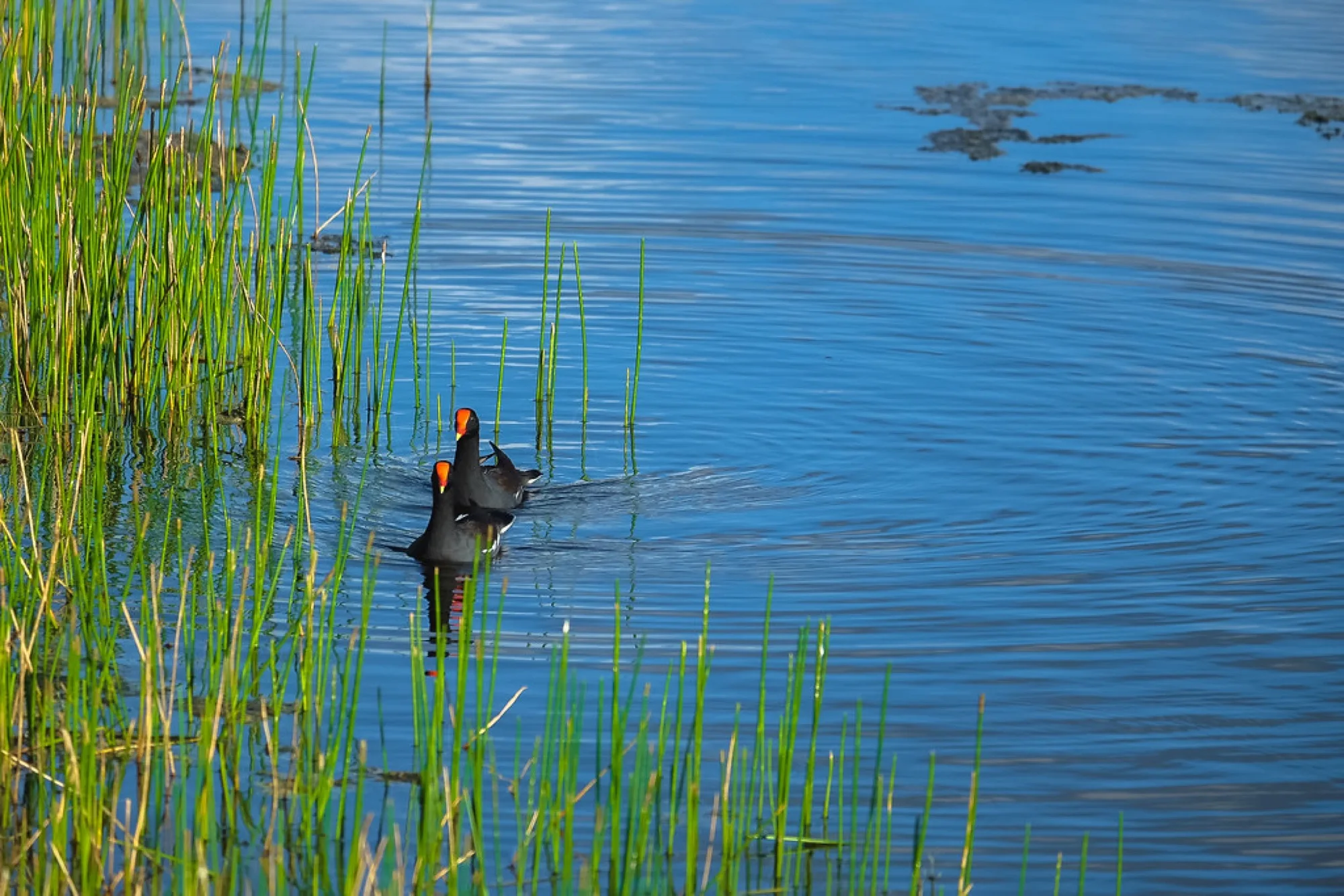 Common Gallinule in the reeds. Birds photography by Robin Mehdee, South Florida.