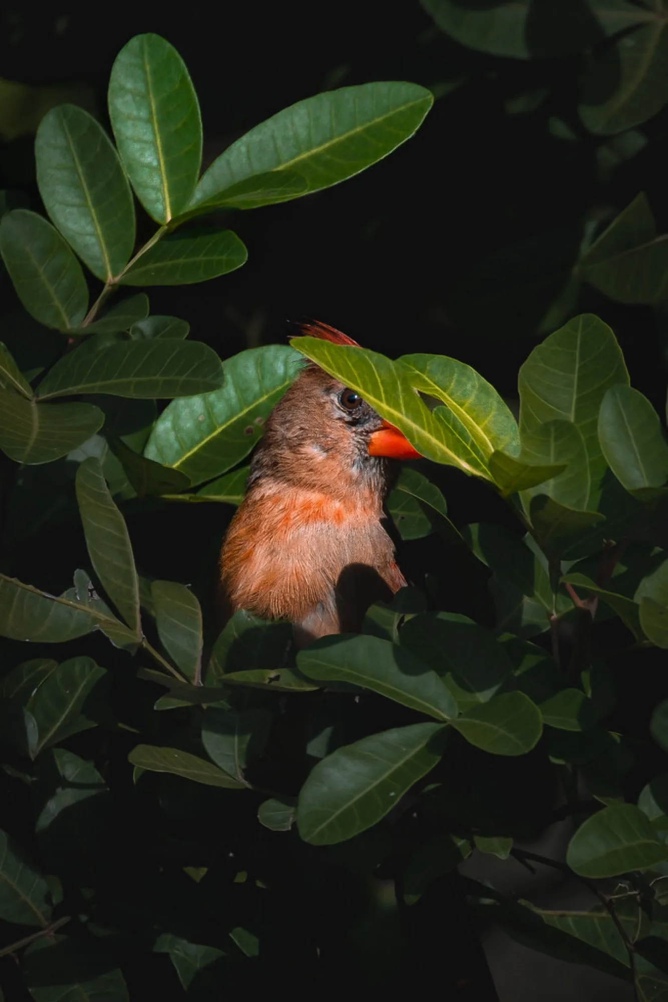 Northern Cardinal, half-hidden. Birds photography by Robin Mehdee, South Florida.
