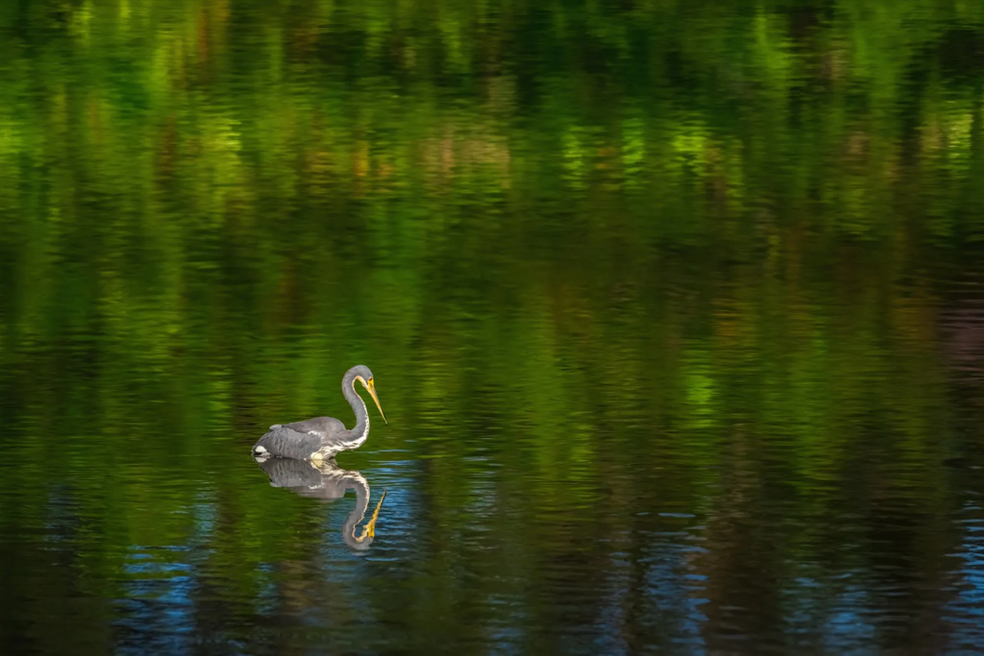 Tricolored Heron on green water. Birds photography by Robin Mehdee, South Florida.