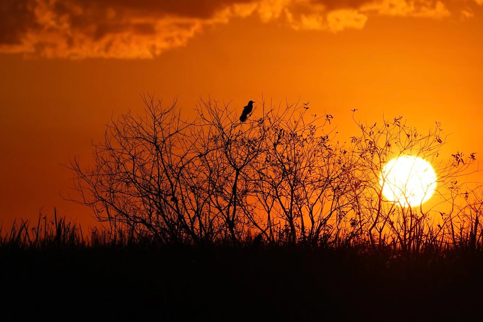Sundown, South Florida. Birds photography by Robin Mehdee, South Florida.