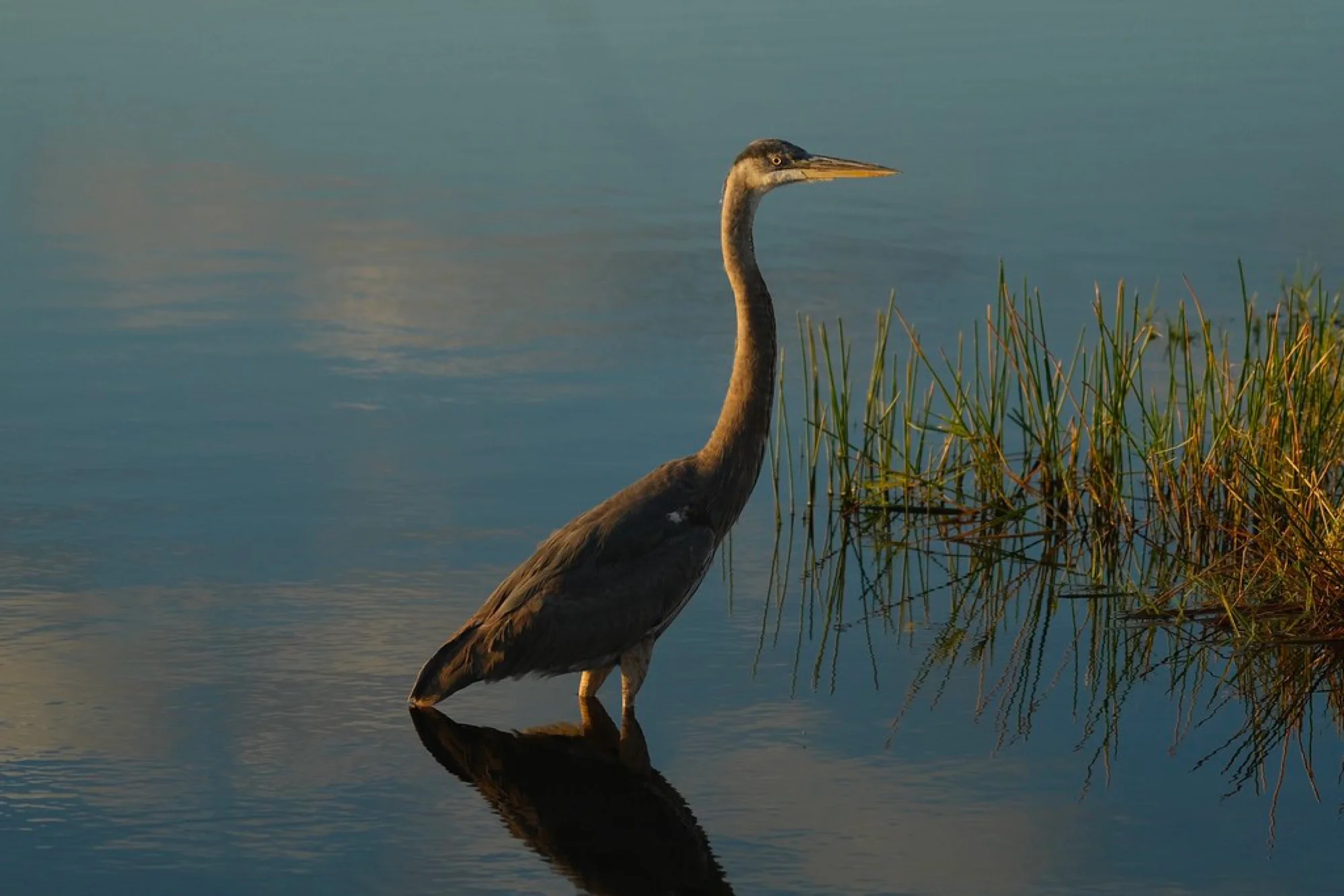 Where to Photograph Wading Birds in South Florida