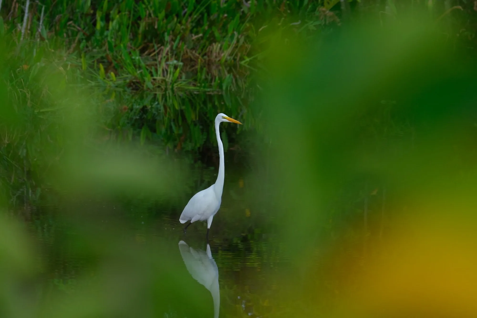 Great Egret vs Snowy Egret: A Florida White Bird ID Guide