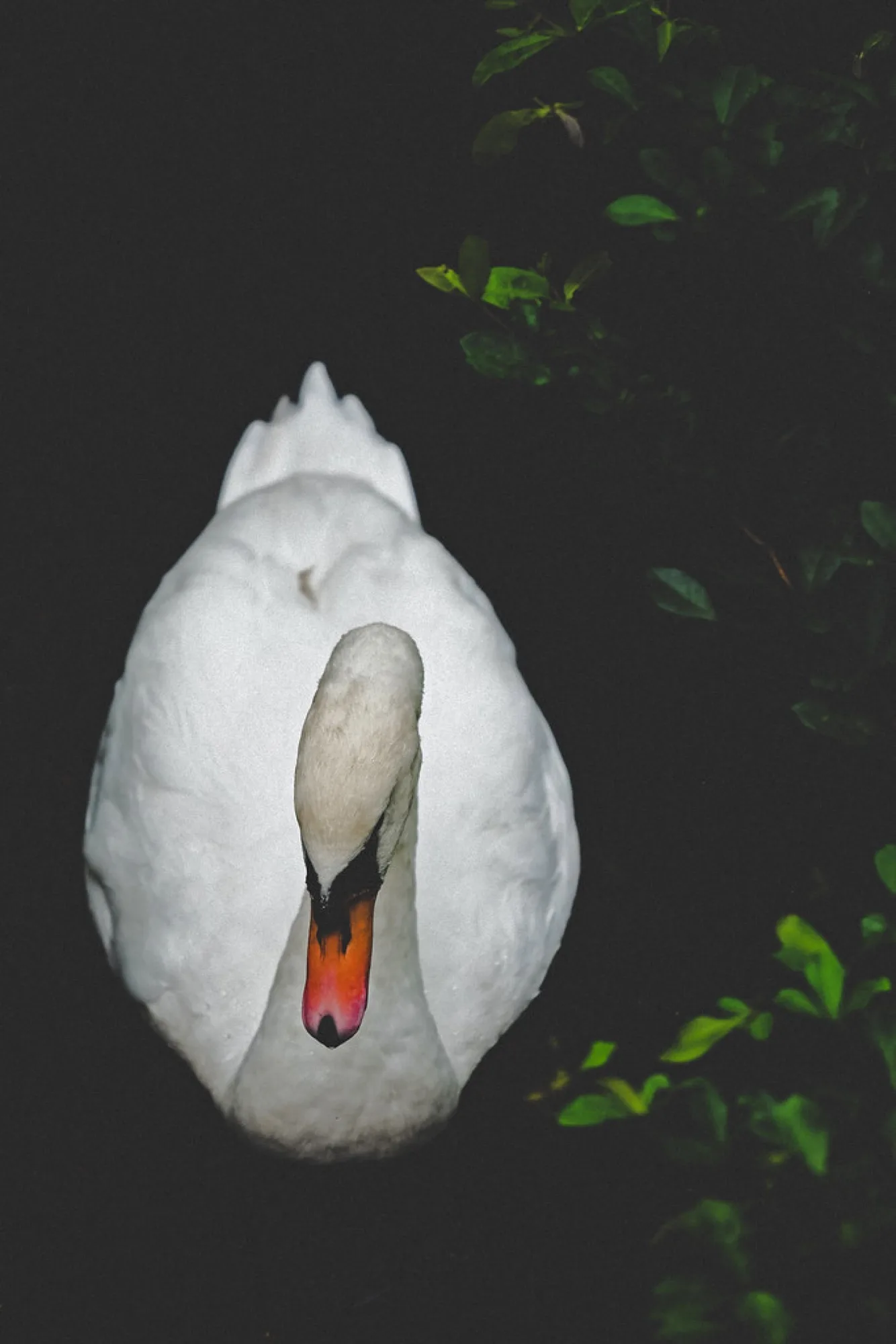 Mute Swan out of the dark. Birds photography by Robin Mehdee, South Florida.