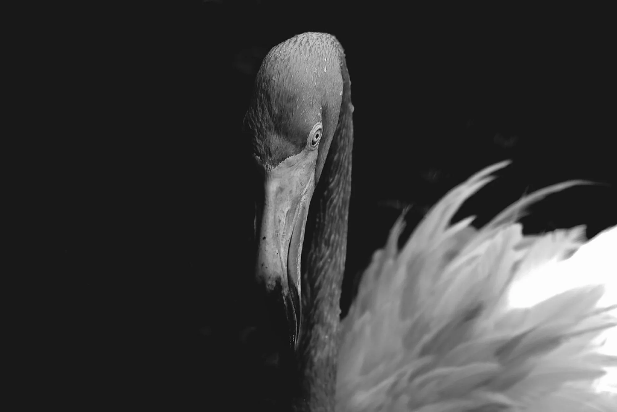 Pink Birds in Florida: Roseate Spoonbill or Flamingo?
