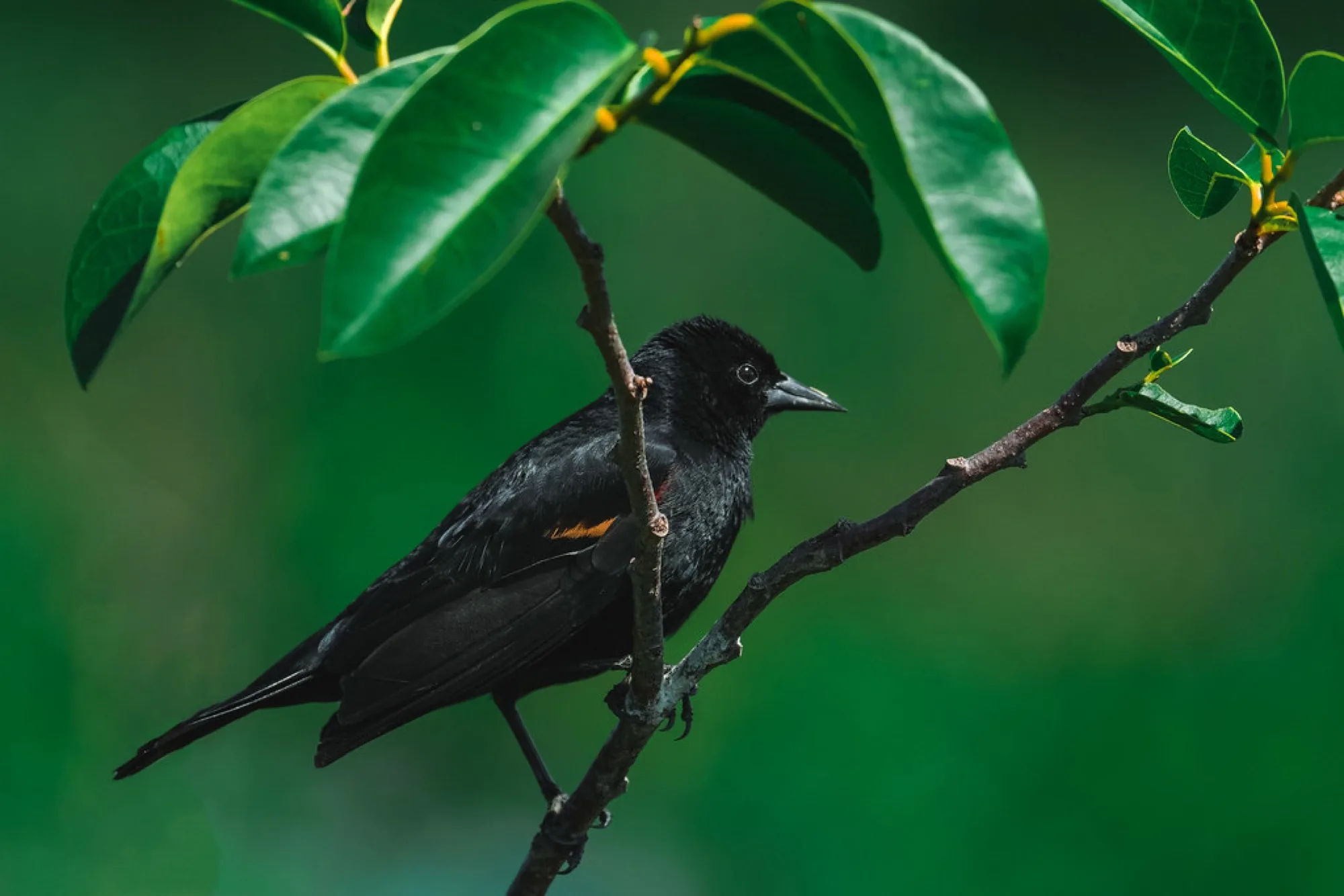 Red-winged Blackbird in the green. Birds photography by Robin Mehdee, South Florida.