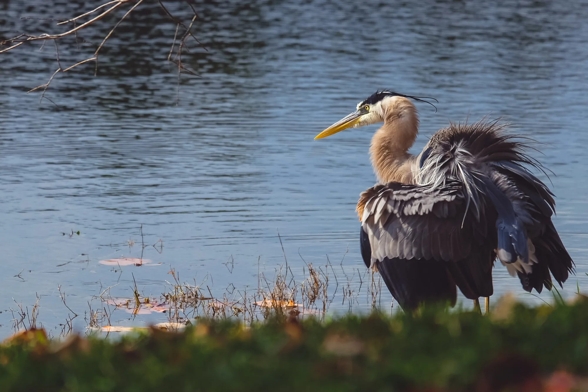 Great Blue Heron, ruffled. Birds photography by Robin Mehdee, South Florida.