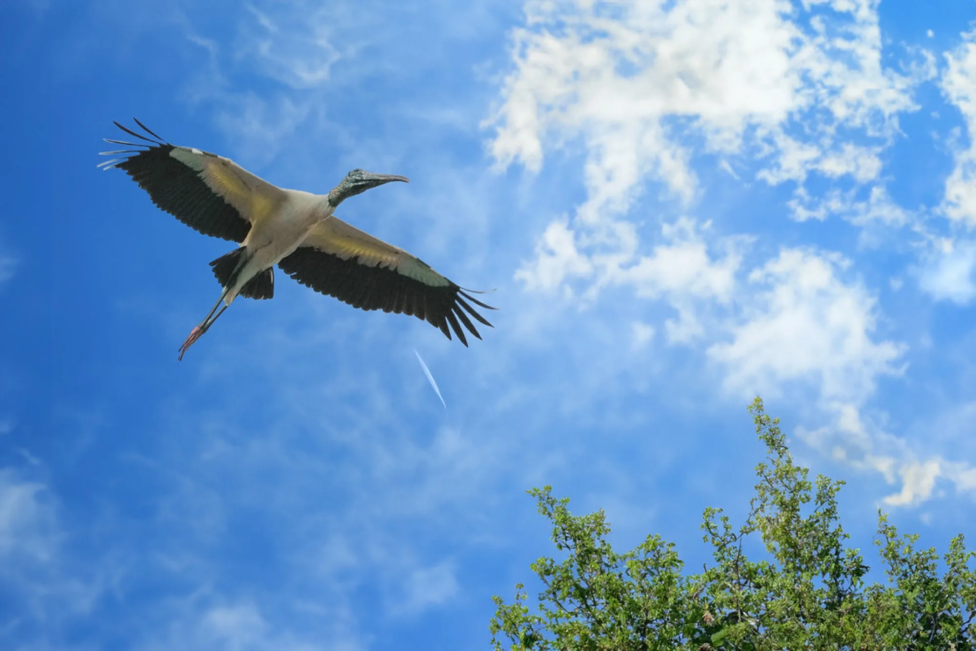 Wood Stork in flight. Birds photography by Robin Mehdee, South Florida.