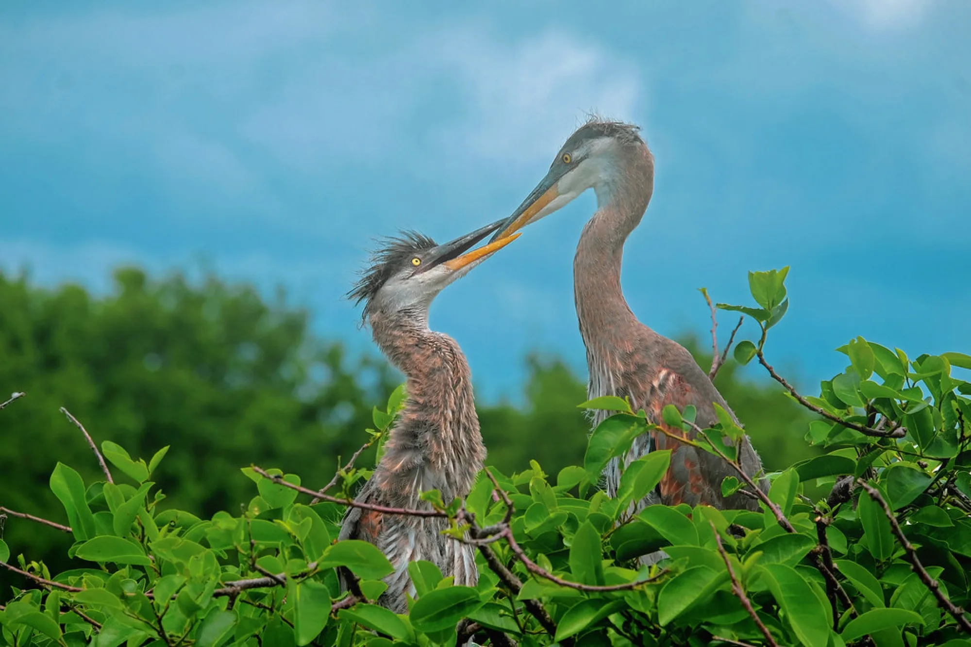 Great Blue Herons at the nest. Birds photography by Robin Mehdee, South Florida.