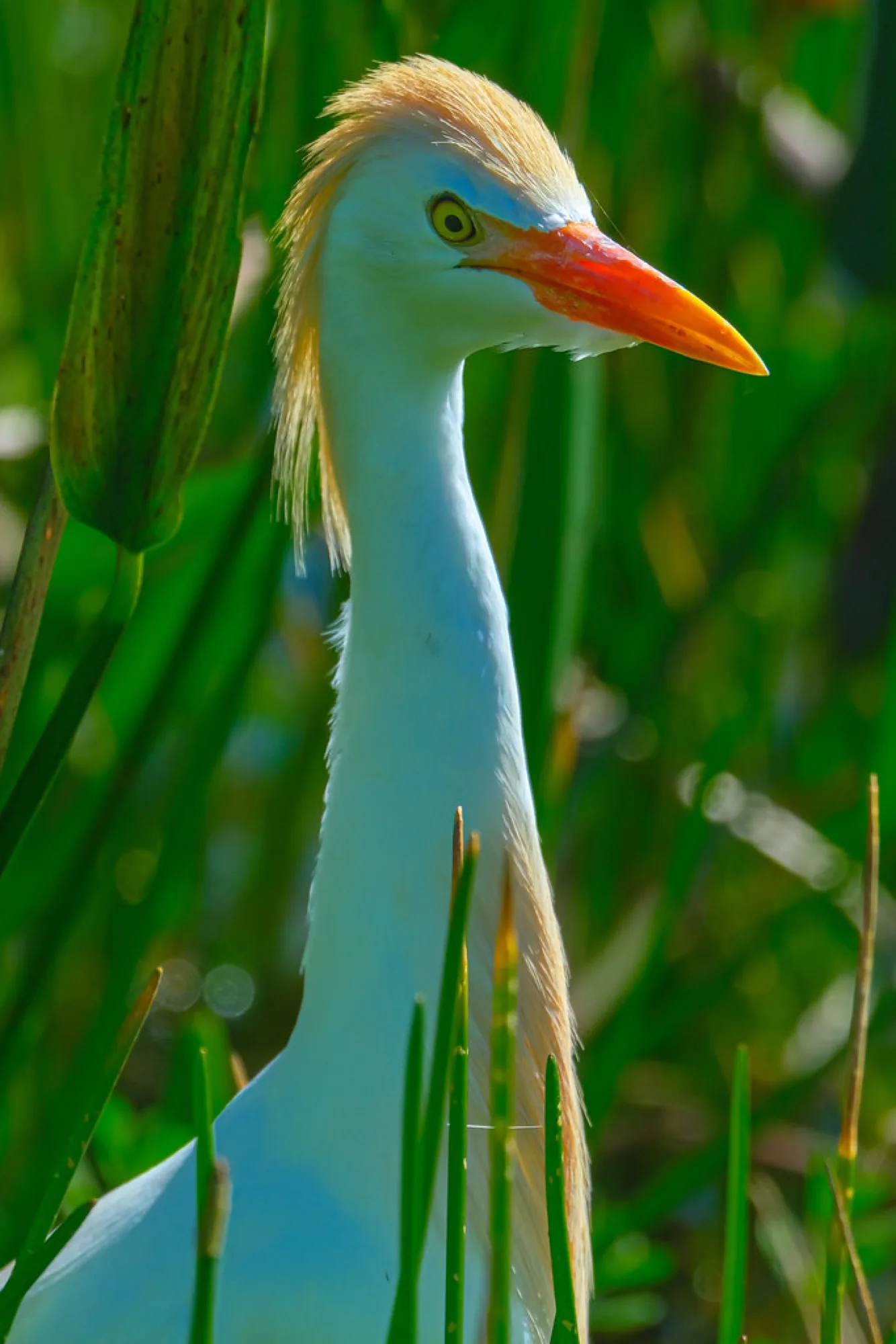 Cattle Egret in breeding plumage. Birds photography by Robin Mehdee, South Florida.