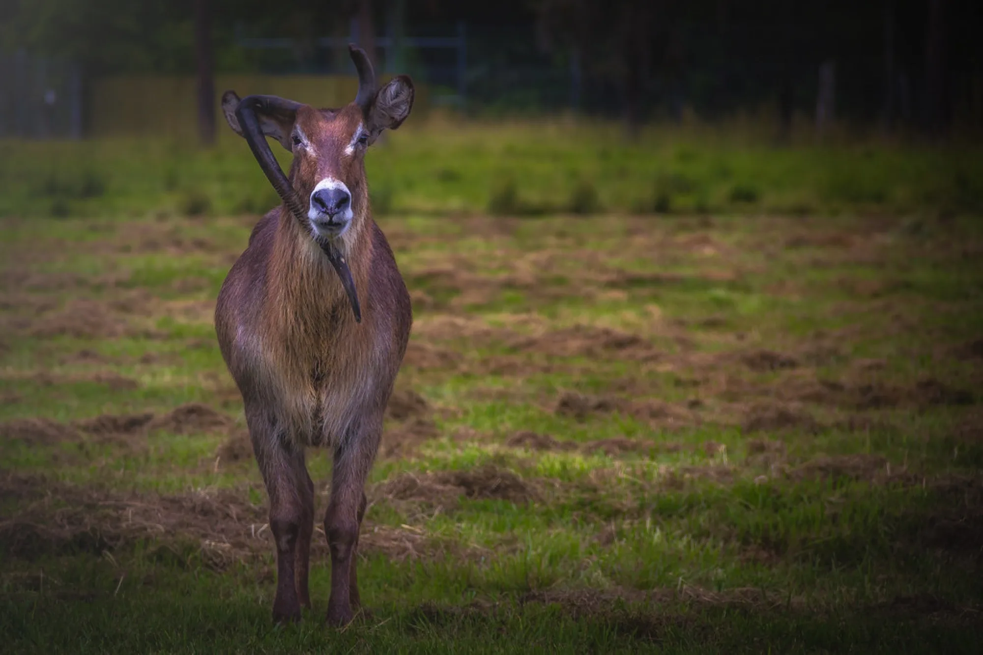 Antelope in the field. Misc photography by Robin Mehdee, South Florida.