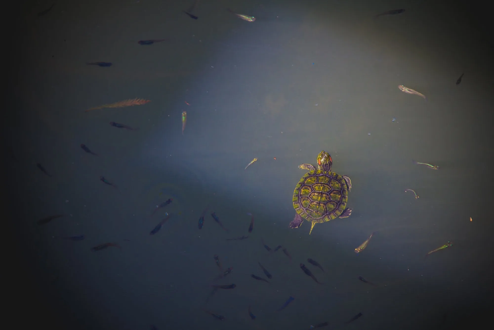 A slider among the minnows. Misc photography by Robin Mehdee, South Florida.
