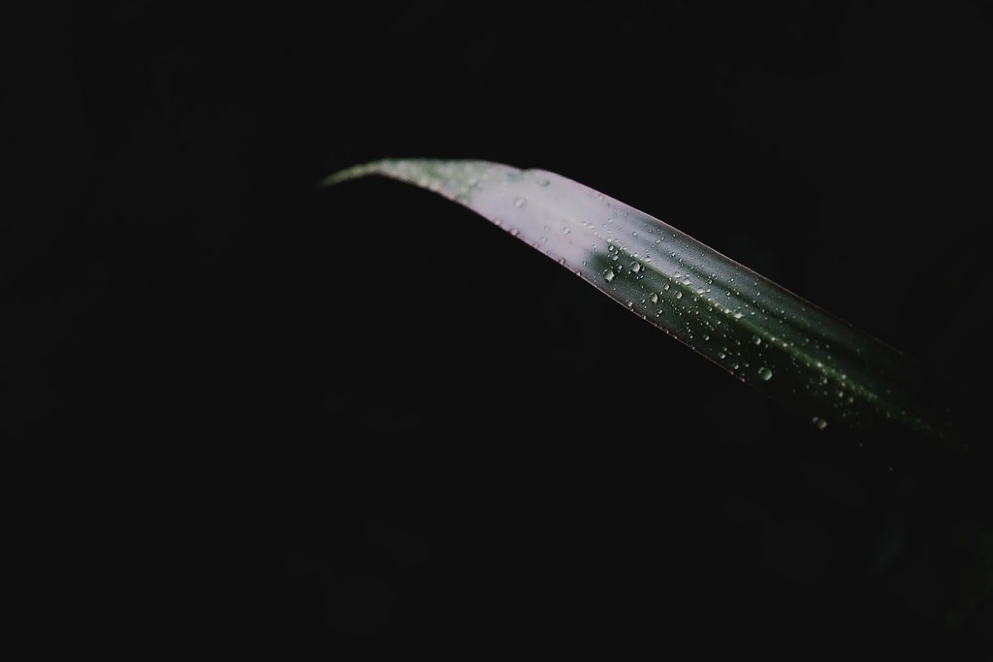 A leaf in the dark. Nature photography by Robin Mehdee, South Florida.