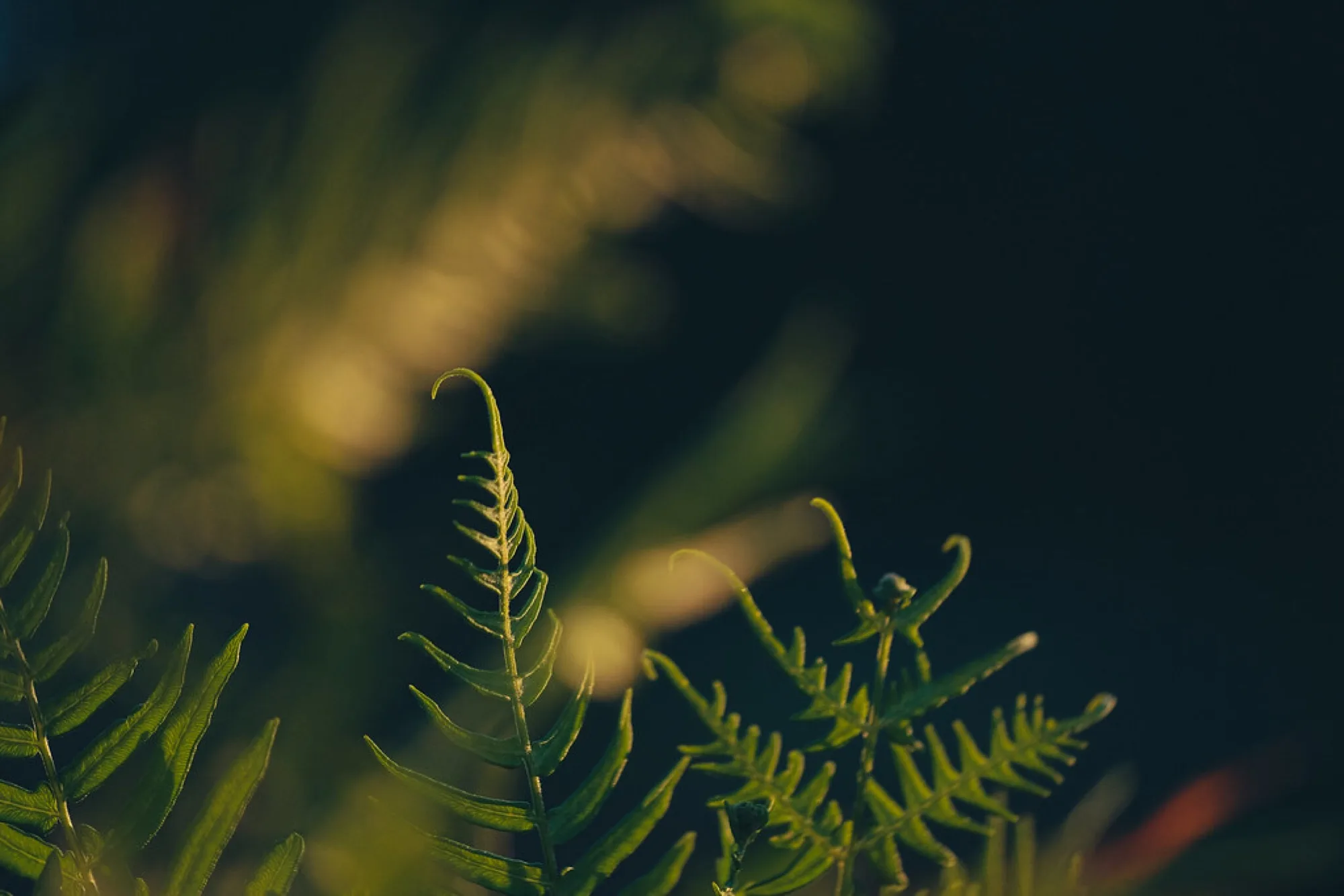 Ferns at golden hour. Nature photography by Robin Mehdee, South Florida.