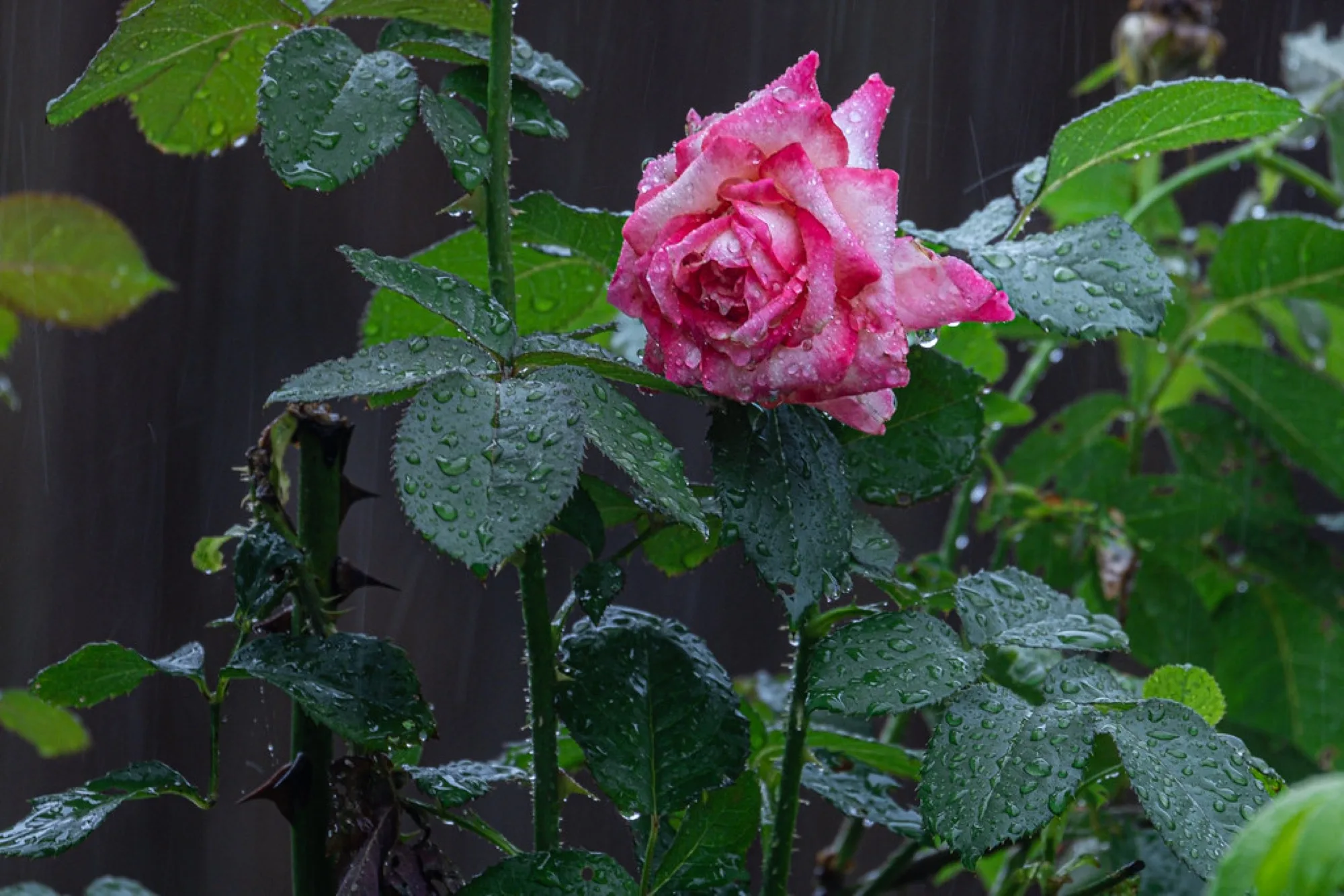 Rose in the rain. Nature photography by Robin Mehdee, South Florida.
