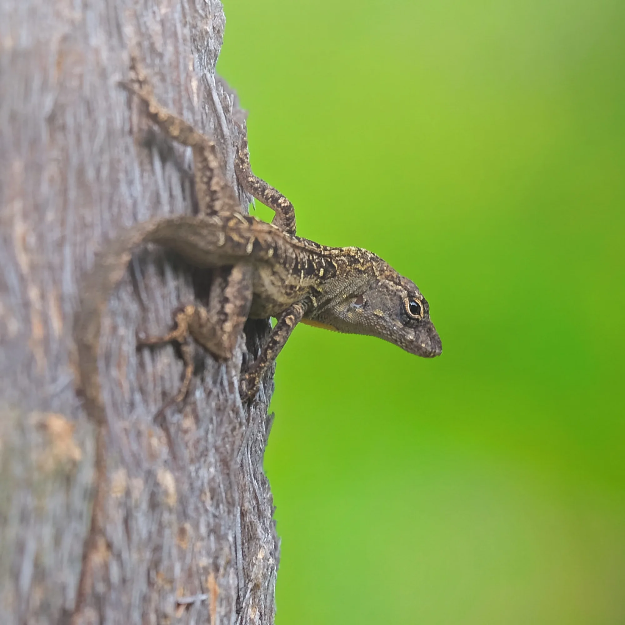 Brown Anole on bark. Reptiles photography by Robin Mehdee, South Florida.