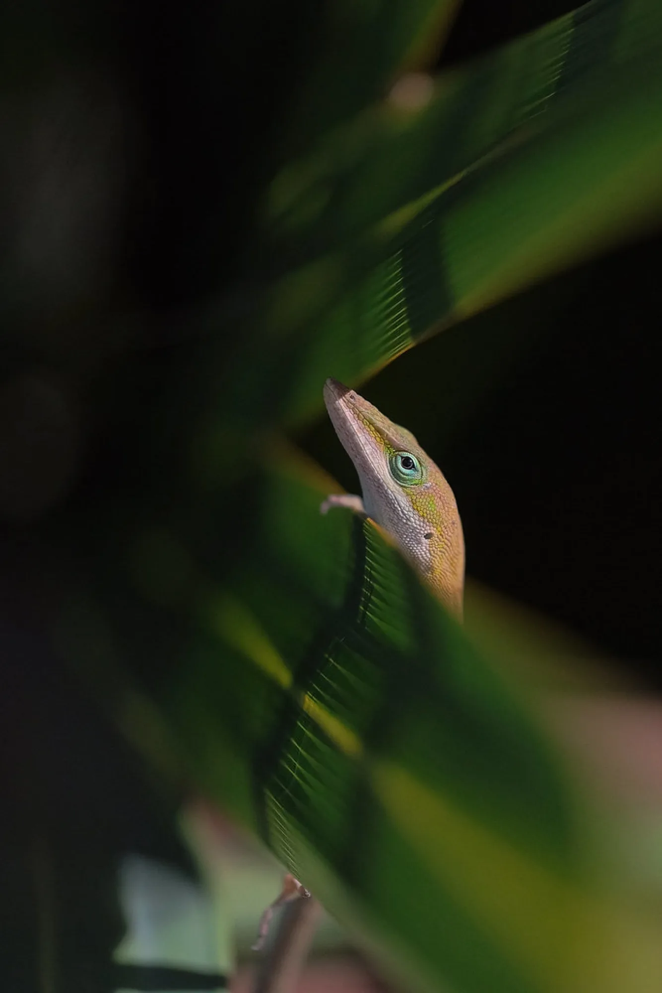 Green Anole in the leaves. Reptiles photography by Robin Mehdee, South Florida.