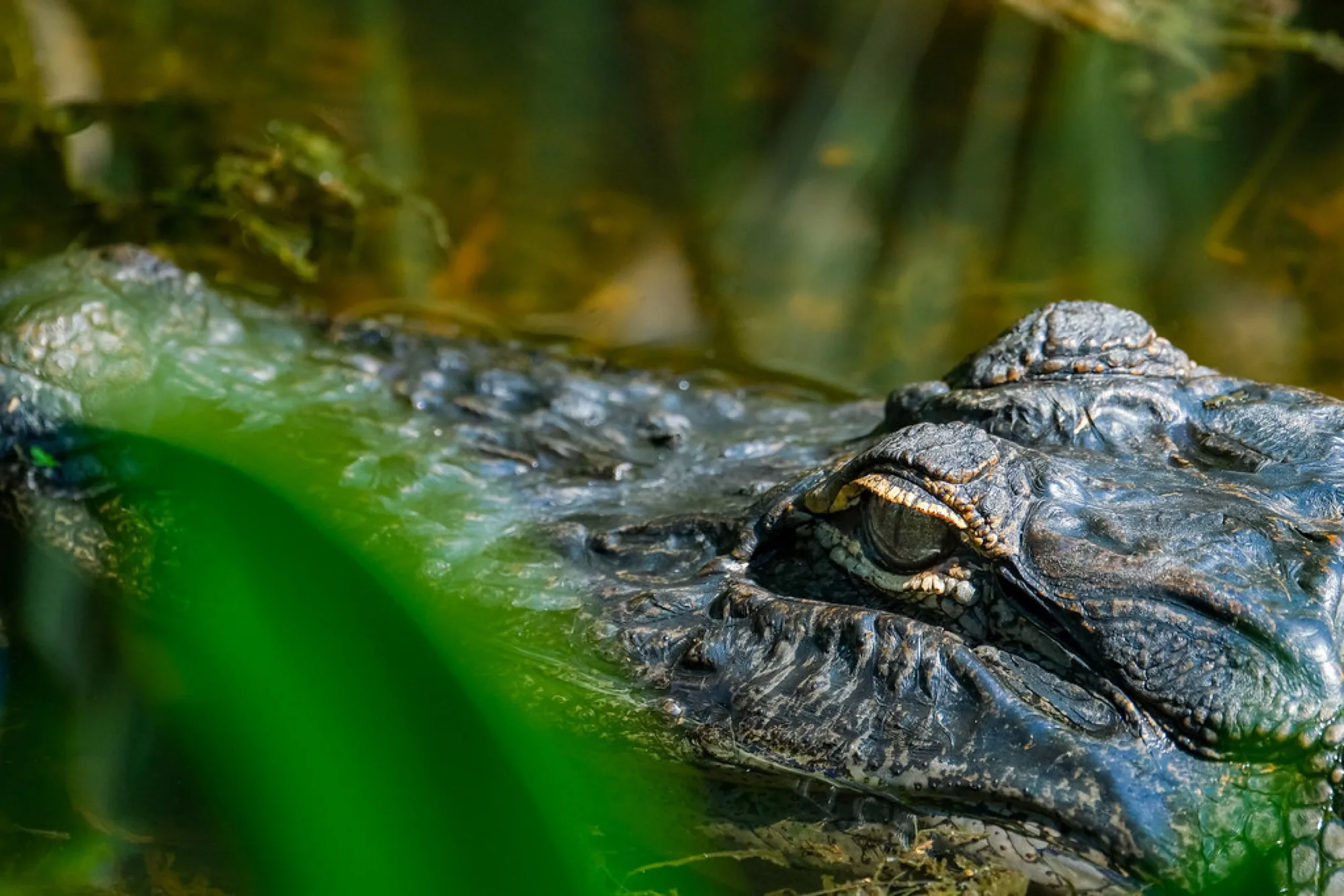 American Alligator, eye level. Reptiles photography by Robin Mehdee, South Florida.