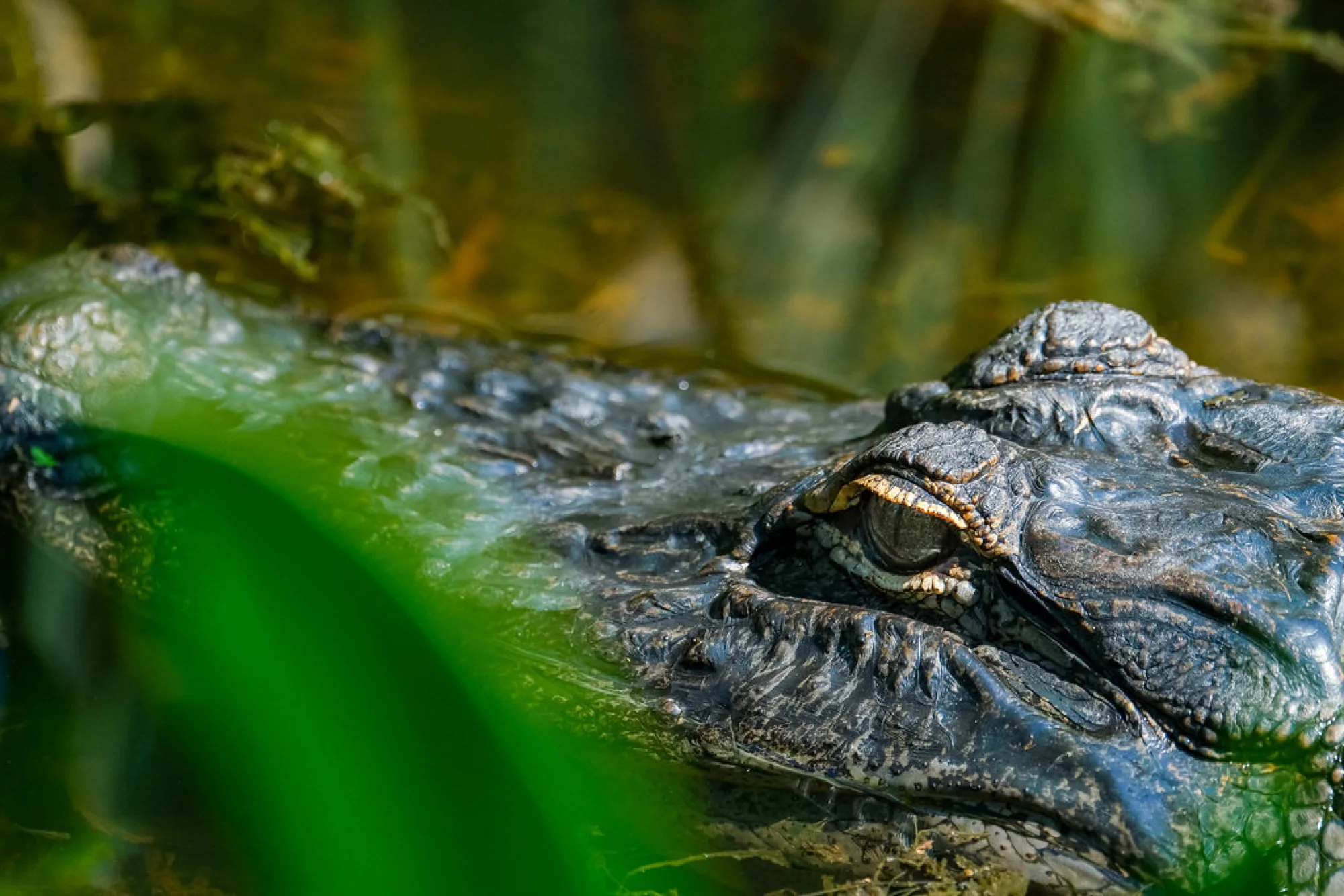 Photographing Alligators Safely in the Everglades