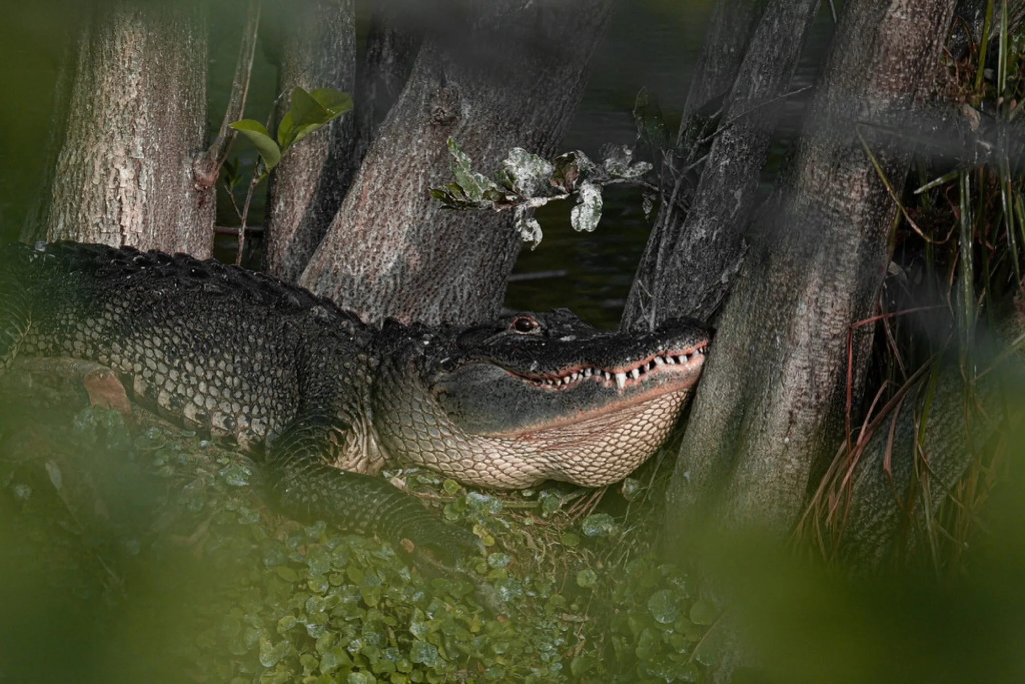 American Alligator among the cypress. Reptiles photography by Robin Mehdee, South Florida.