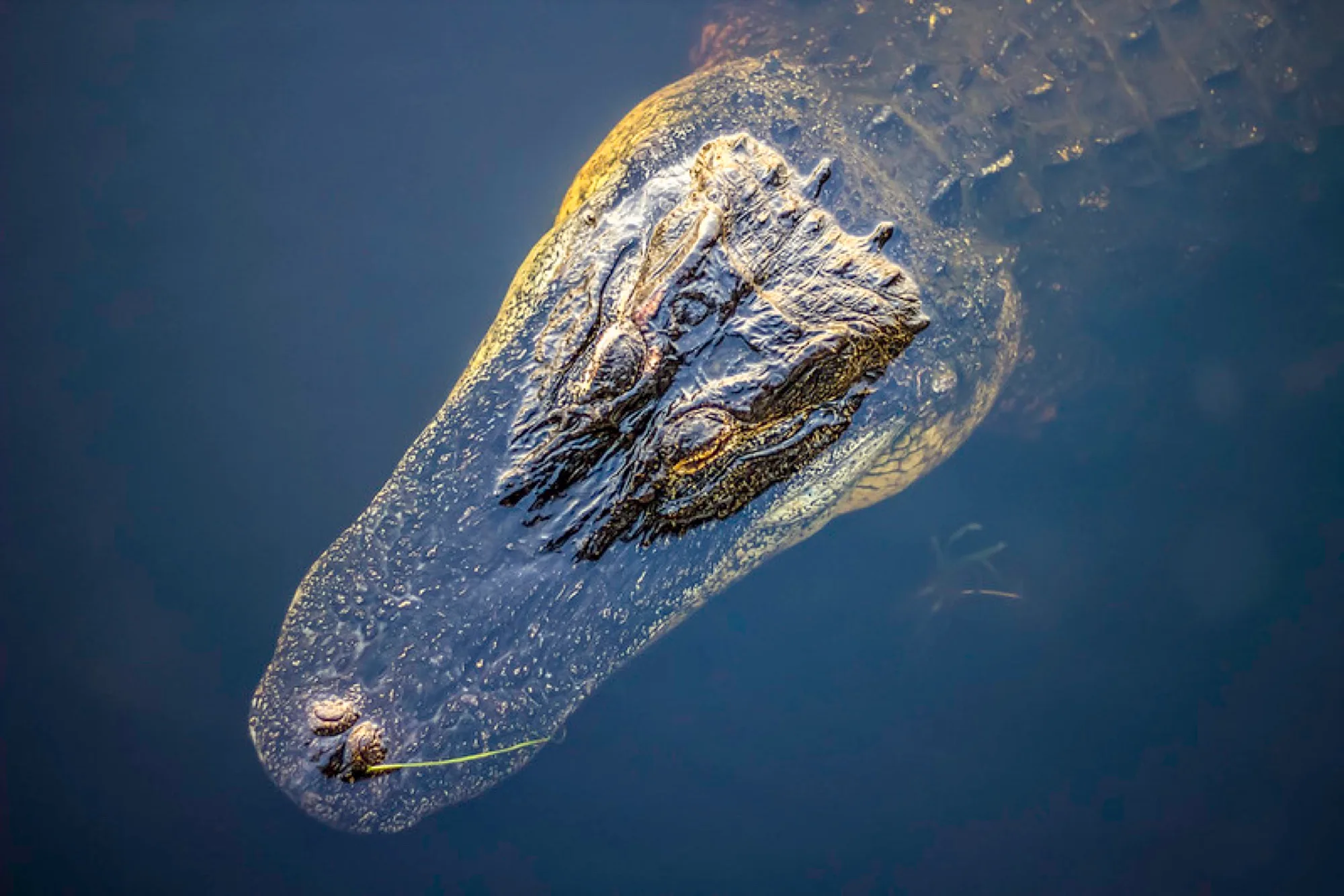 American Alligator surfacing. Reptiles photography by Robin Mehdee, South Florida.