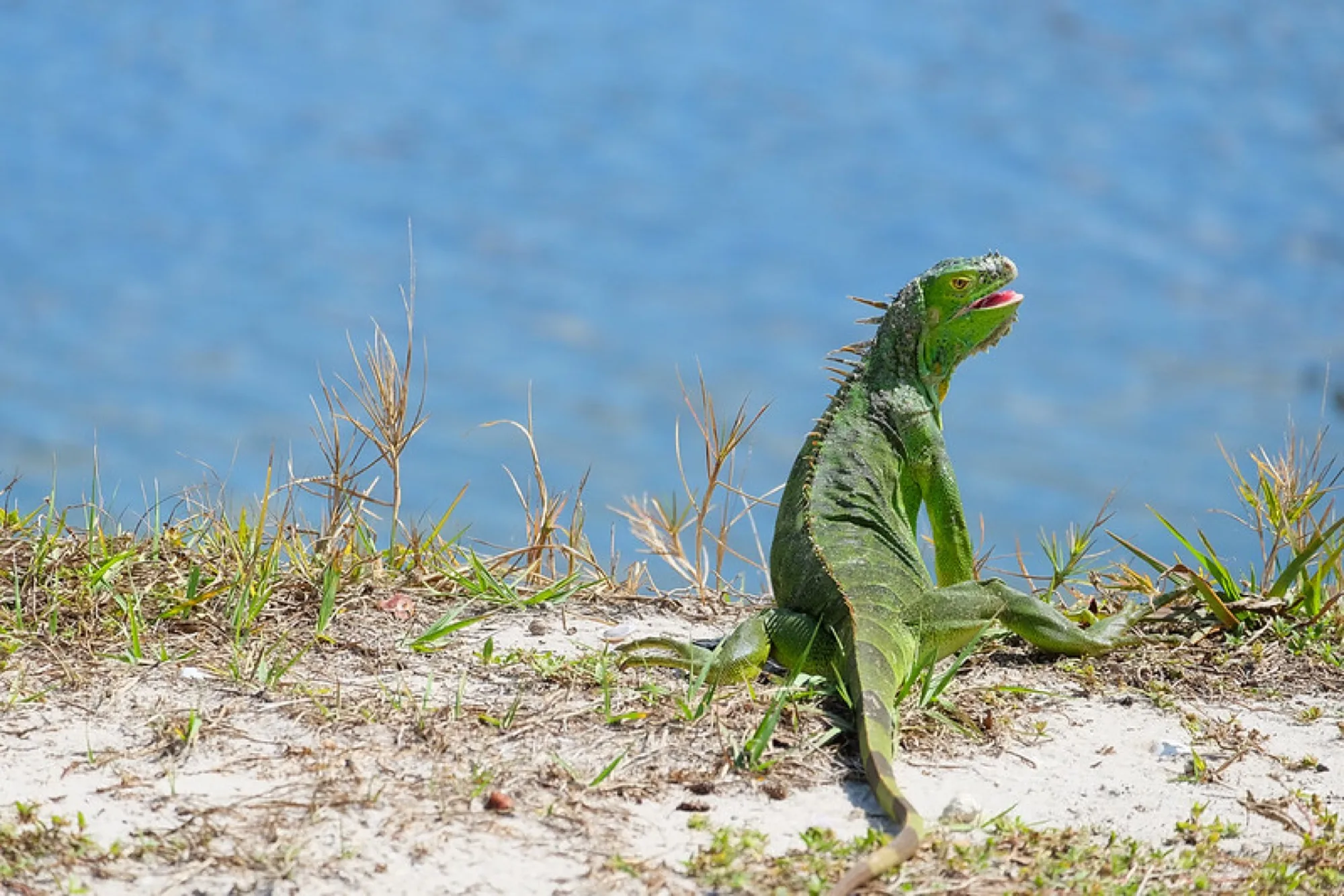 Green Iguana, sunning. Reptiles photography by Robin Mehdee, South Florida.