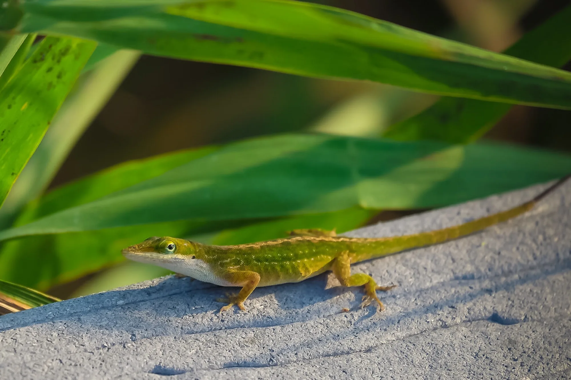 Green Anole, basking. Reptiles photography by Robin Mehdee, South Florida.