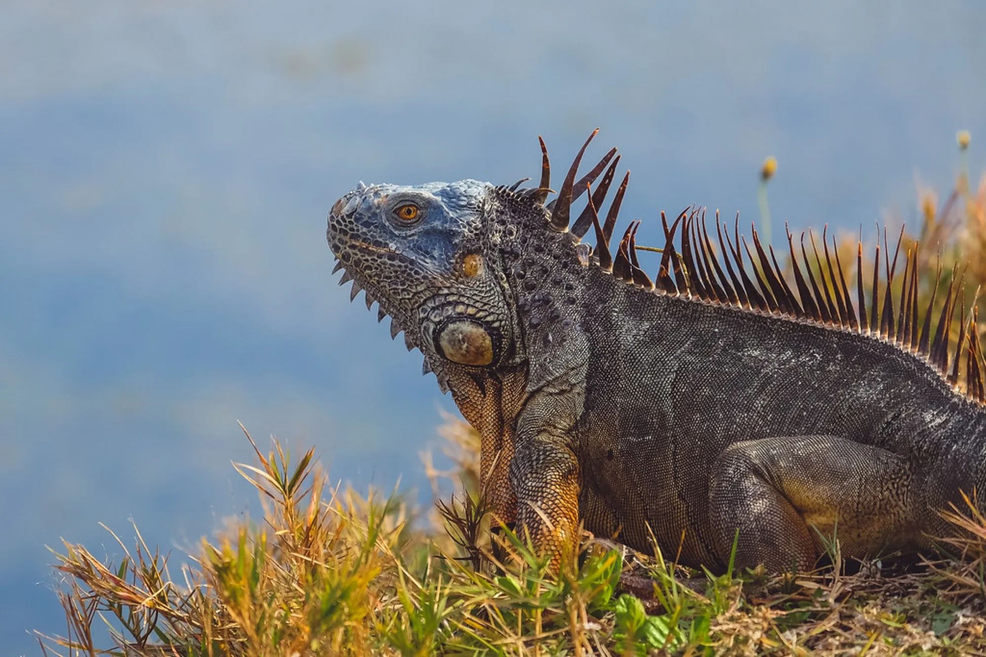 Green Iguana, weathered male. Reptiles photography by Robin Mehdee, South Florida.
