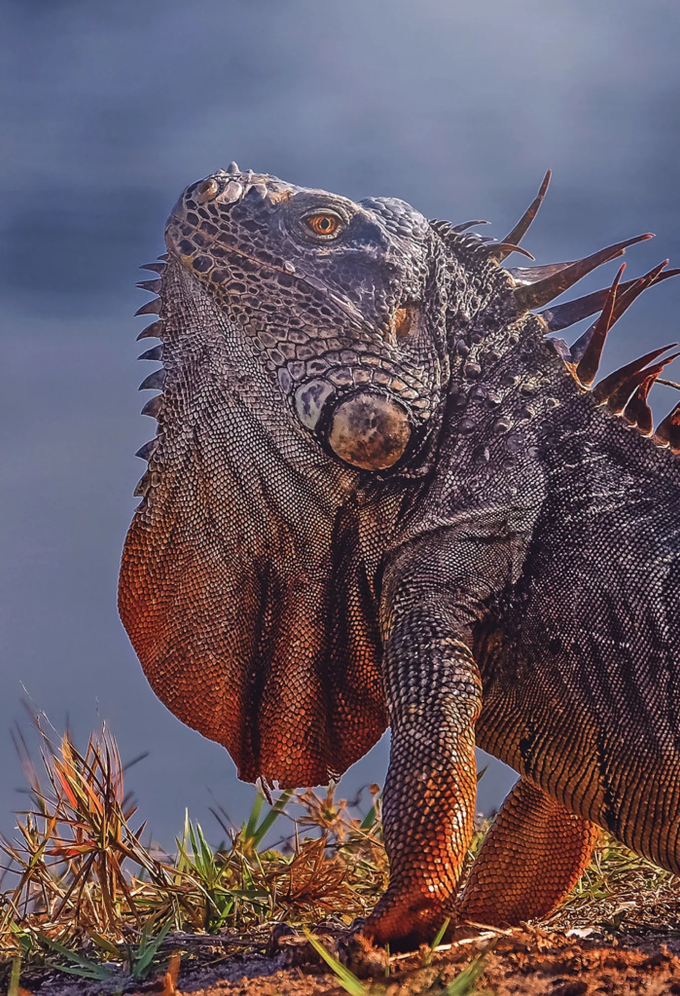Green Iguana, dewlap raised. Reptiles photography by Robin Mehdee, South Florida.